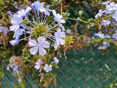 Plumbago auriculata
