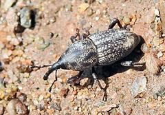 Sphenophorus zeae