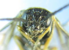Pseudodineura fuscula