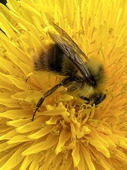 Bombus
