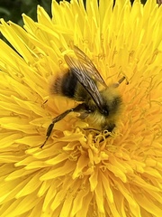 Bombus