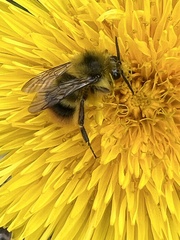 Bombus