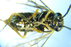 Pseudodineura fuscula