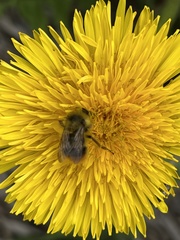 Bombus