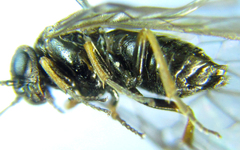 Pseudodineura fuscula