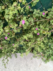 Mesembryanthemum cordifolium