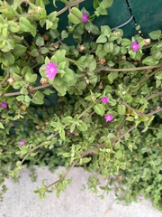 Mesembryanthemum cordifolium