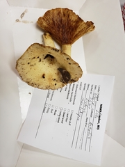 Lactarius maculatipes