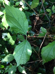 Philadelphus coronarius