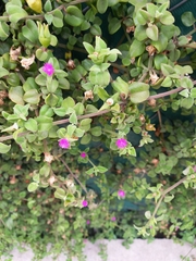 Mesembryanthemum cordifolium