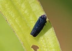 Scaphytopius nigrifrons