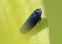 Scaphytopius nigrifrons