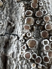 Fungi