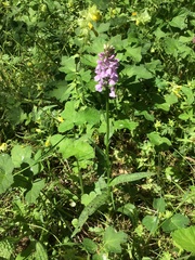 Dactylorhiza × grandis