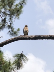 Buteo lineatus alleni