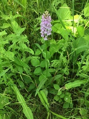 Dactylorhiza × grandis
