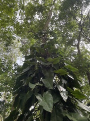 Philodendron erubescens