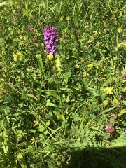 Dactylorhiza × grandis