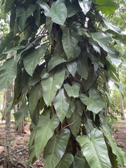 Philodendron erubescens