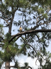Buteo lineatus alleni