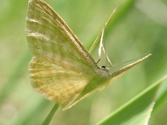 Idaea pallidata