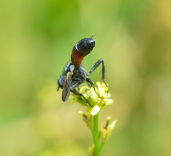 Cylindromyia interrupta