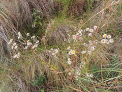 Helichrysum elegantissimum