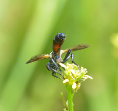 Cylindromyia interrupta