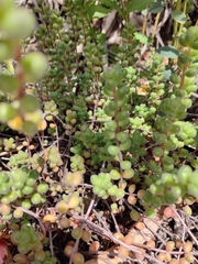 Sedum stahlii