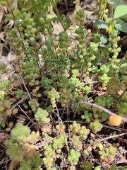 Sedum stahlii