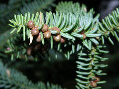 Abies pinsapo