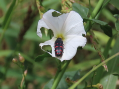 Acmaeodera pulchra