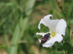 Acmaeodera pulchra