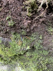 Greta alphesiboea