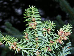 Abies pinsapo