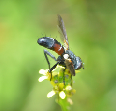 Cylindromyia interrupta