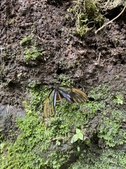 Greta alphesiboea