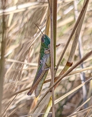 Pseudochorthippus curtipennis