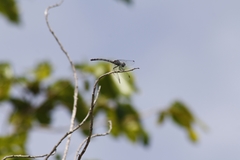 Erythrodiplax berenice