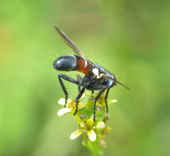 Cylindromyia interrupta
