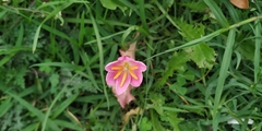 Zephyranthes rosea