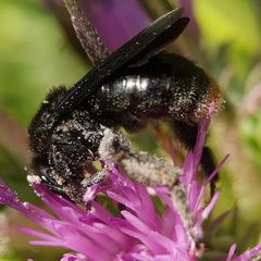 Andrena pyropygia