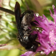 Andrena pyropygia