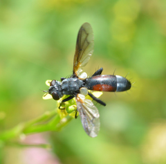 Cylindromyia interrupta