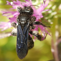 Andrena pyropygia