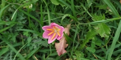 Zephyranthes rosea
