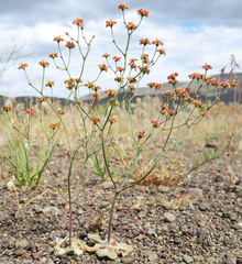 Eriogonum pusillum