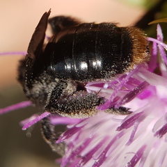 Andrena pyropygia