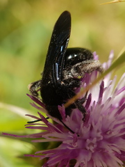Andrena pyropygia