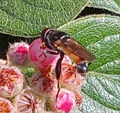 Tropidia scita
